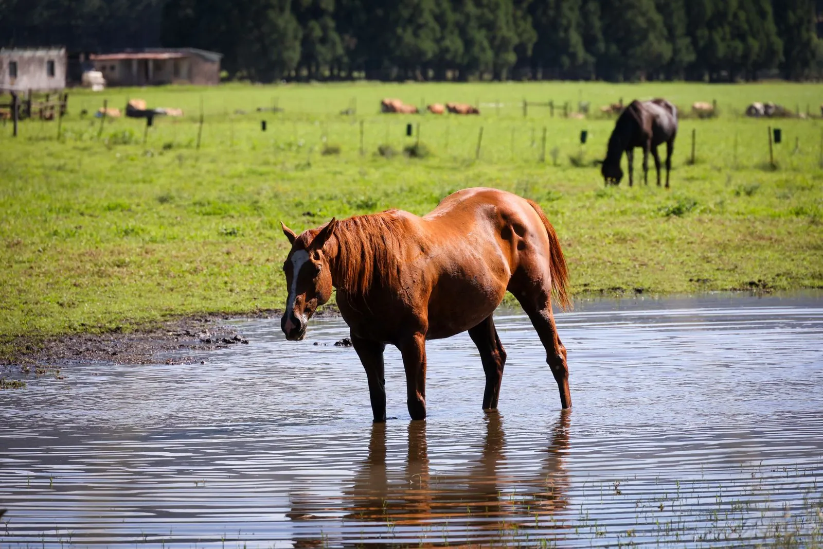 Equine Health